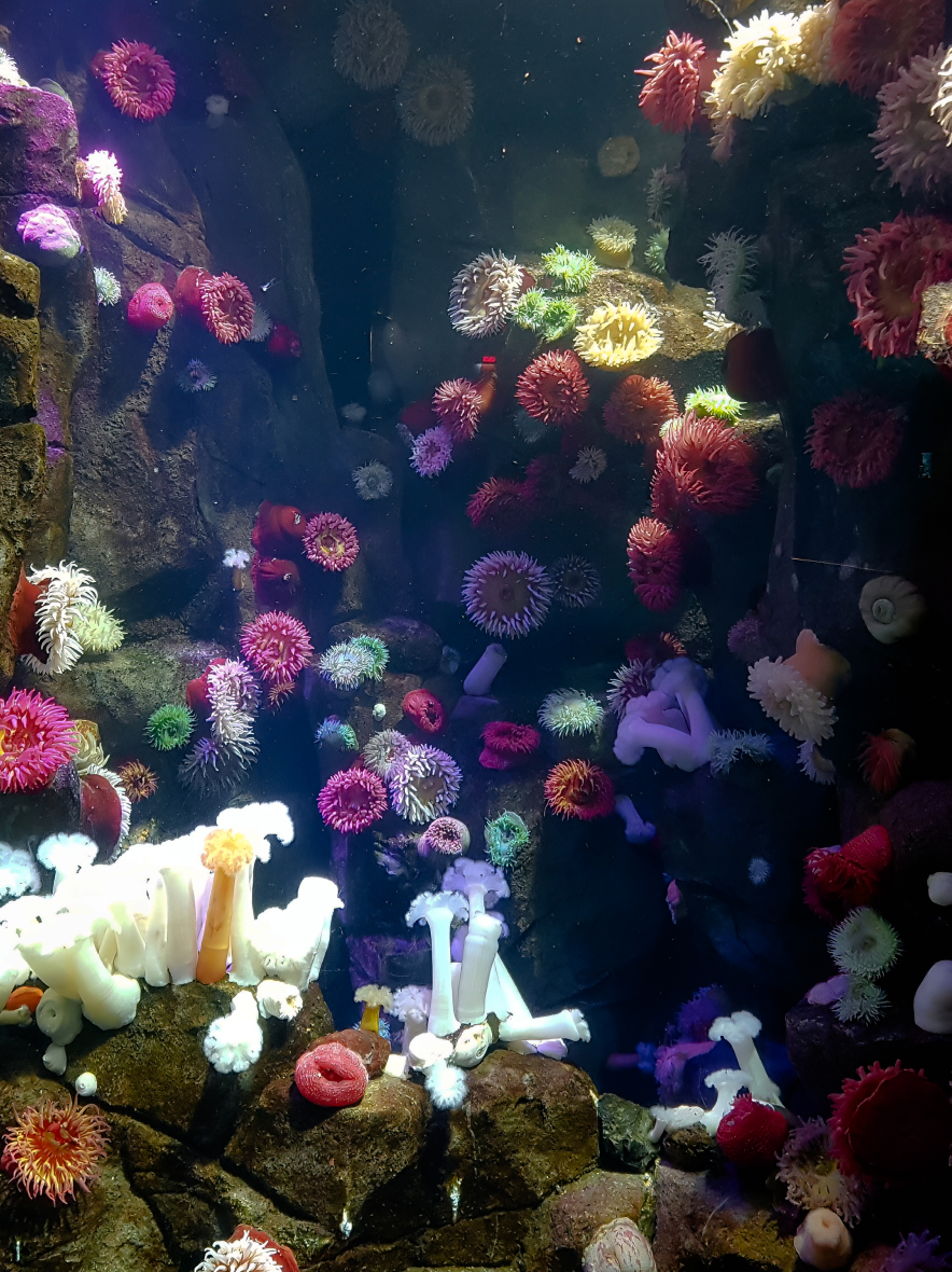 coral reef with flowers