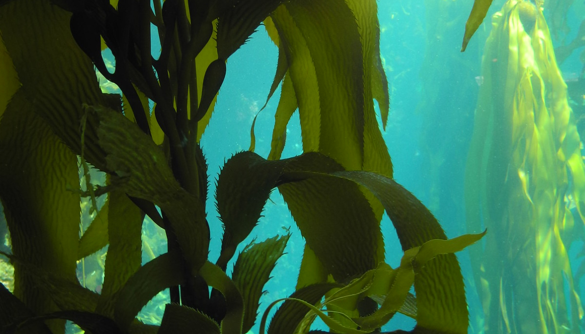 algae underwater