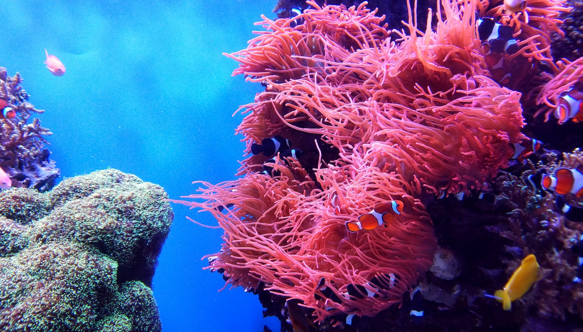 pink coral and nemo fish