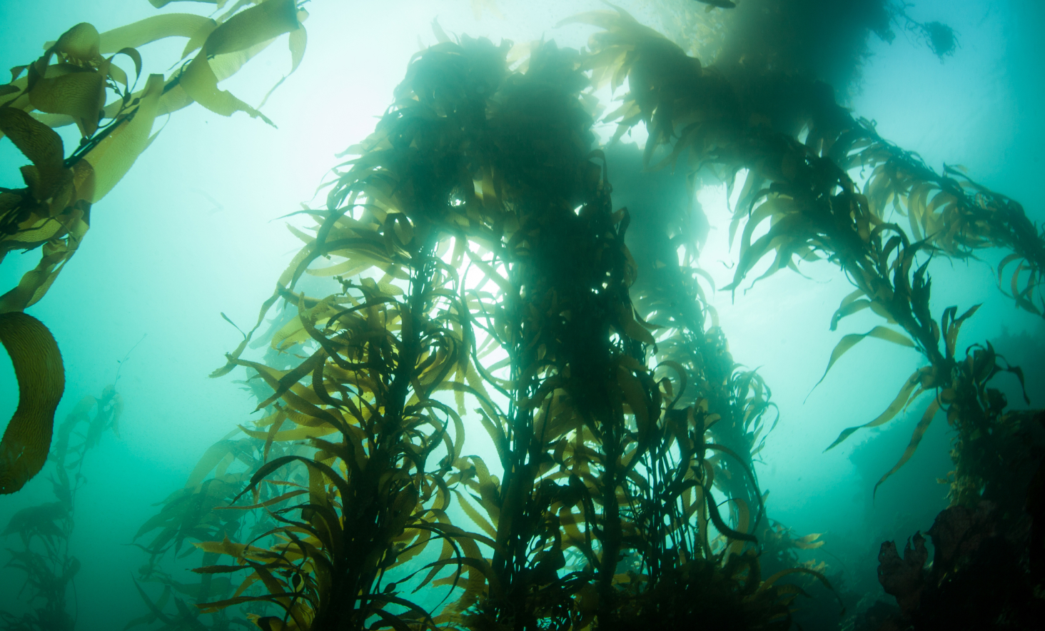 underwater forest of kelp