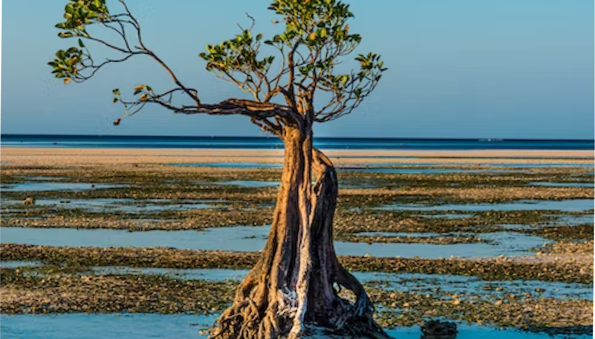 tree at shore