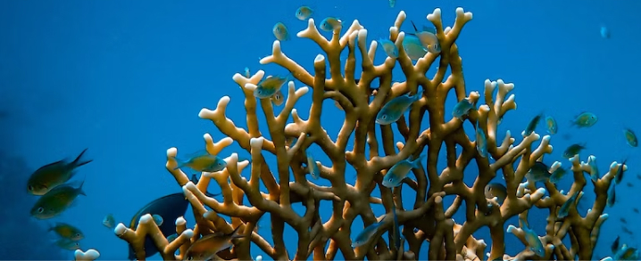 coral reef with fishes