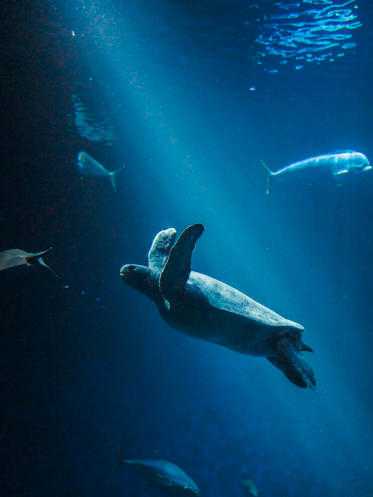 turtle underwater