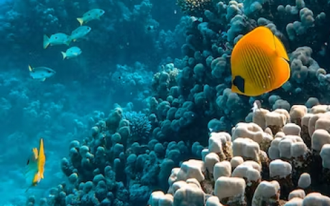 fish at coral reef