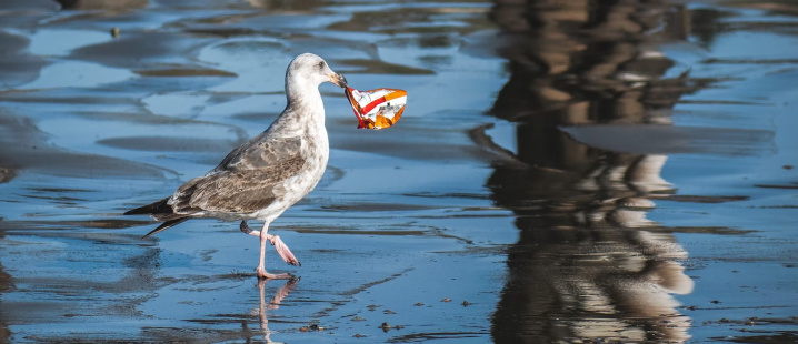 seagull eating chips bag